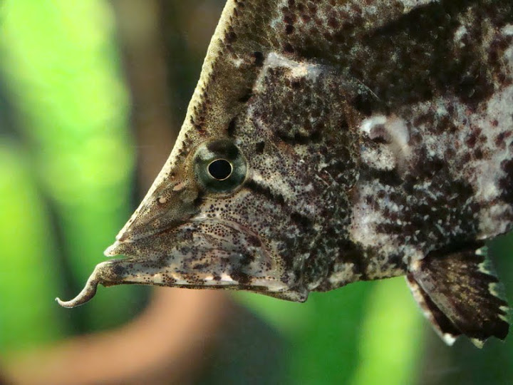 Monocirrhus polyacanthus
