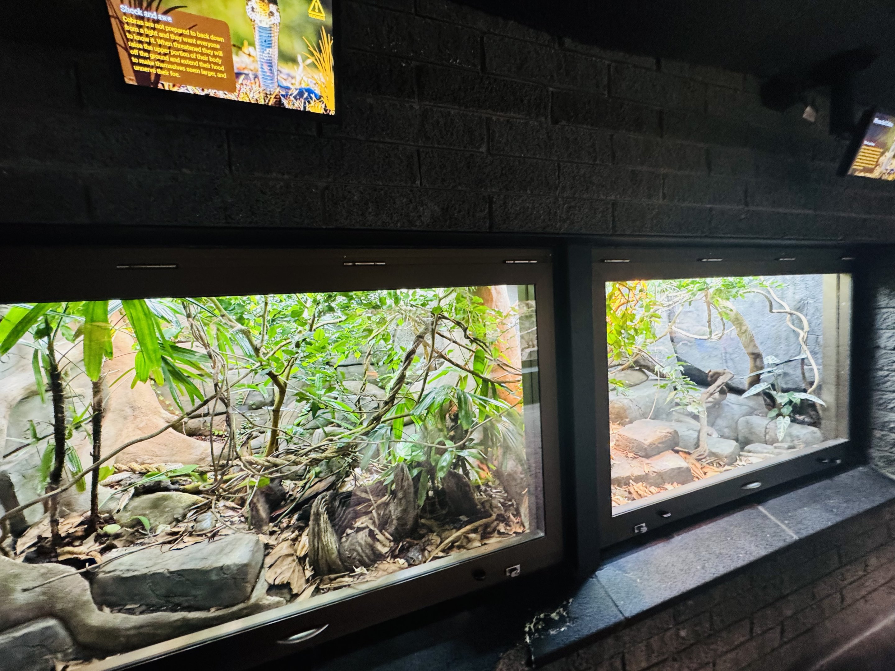 Monocled Cobra enclosure