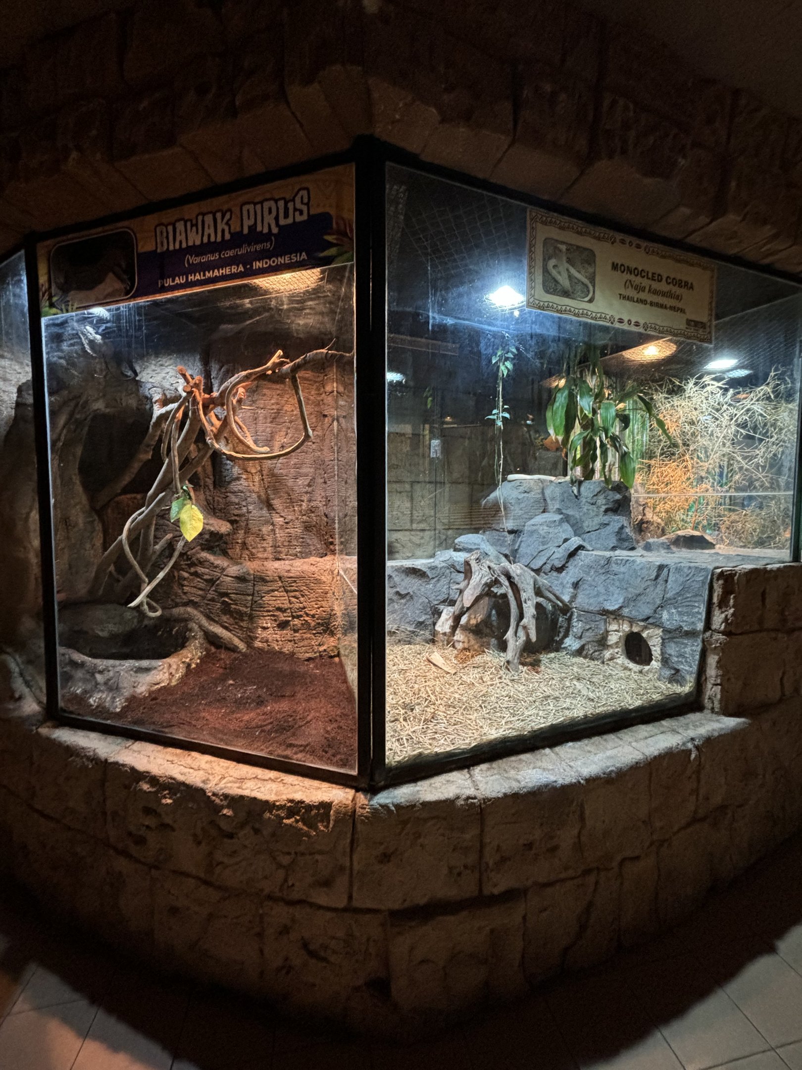 Monocled Cobra Exhibit #1