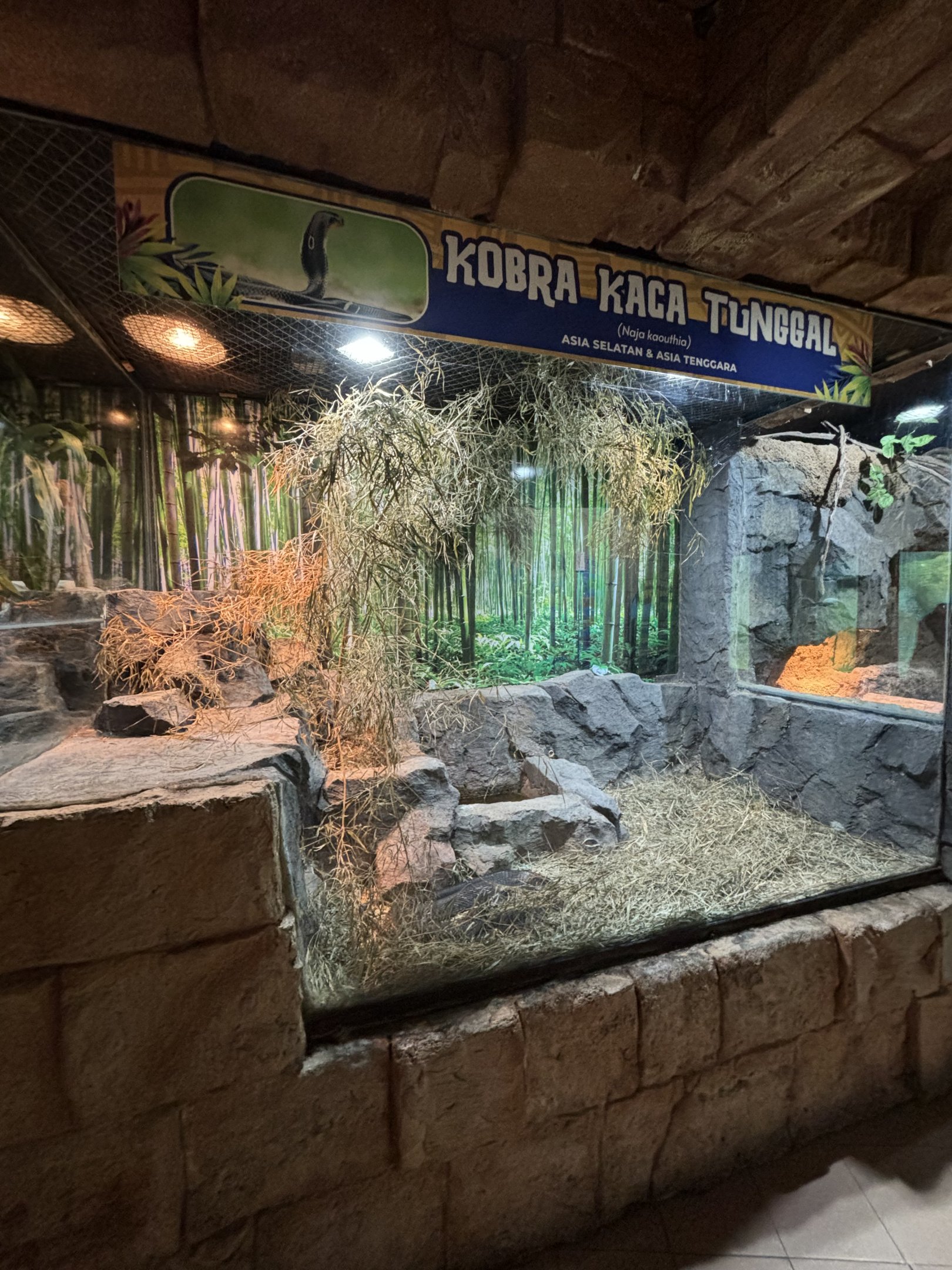 Monocled Cobra Exhibit #2