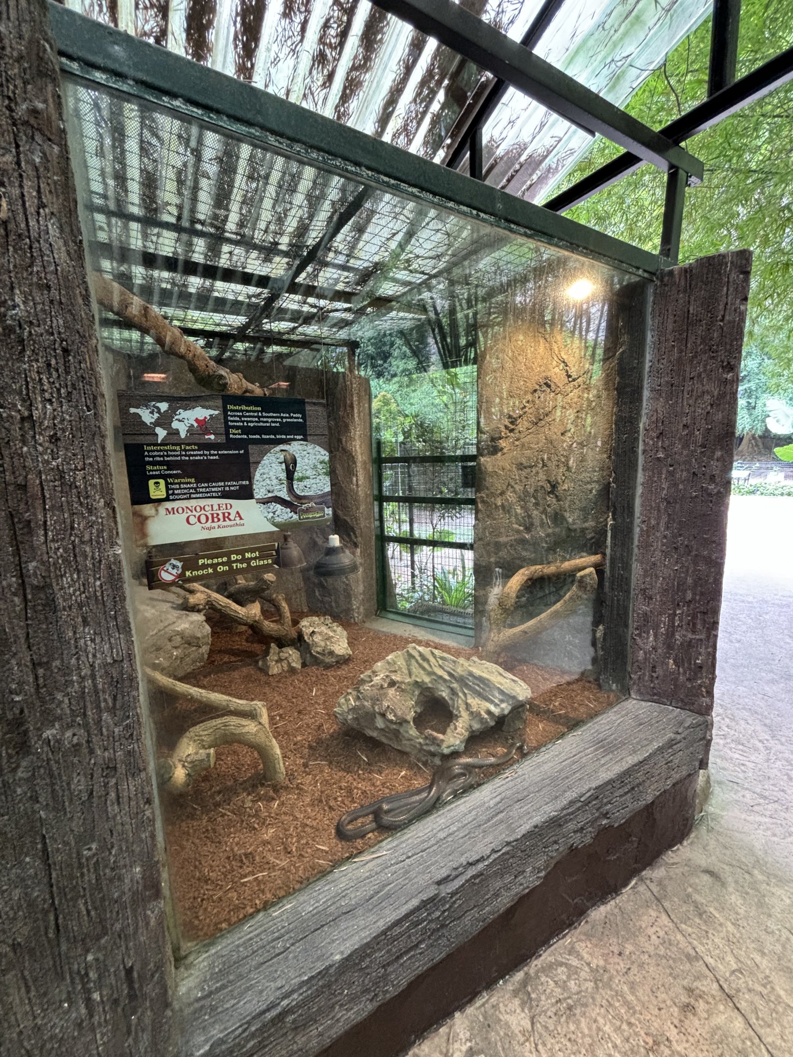 Monocled Cobra Exhibit - Lost World of Tambun