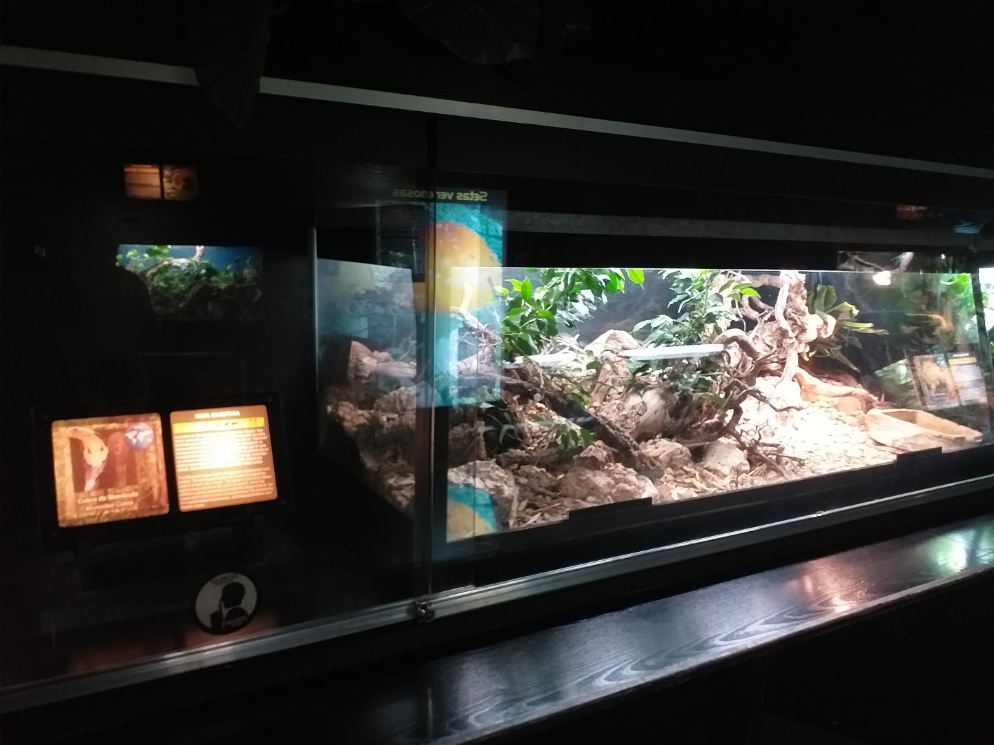 Monocled cobra exhibit -TerraNatura Benidorm (2021)