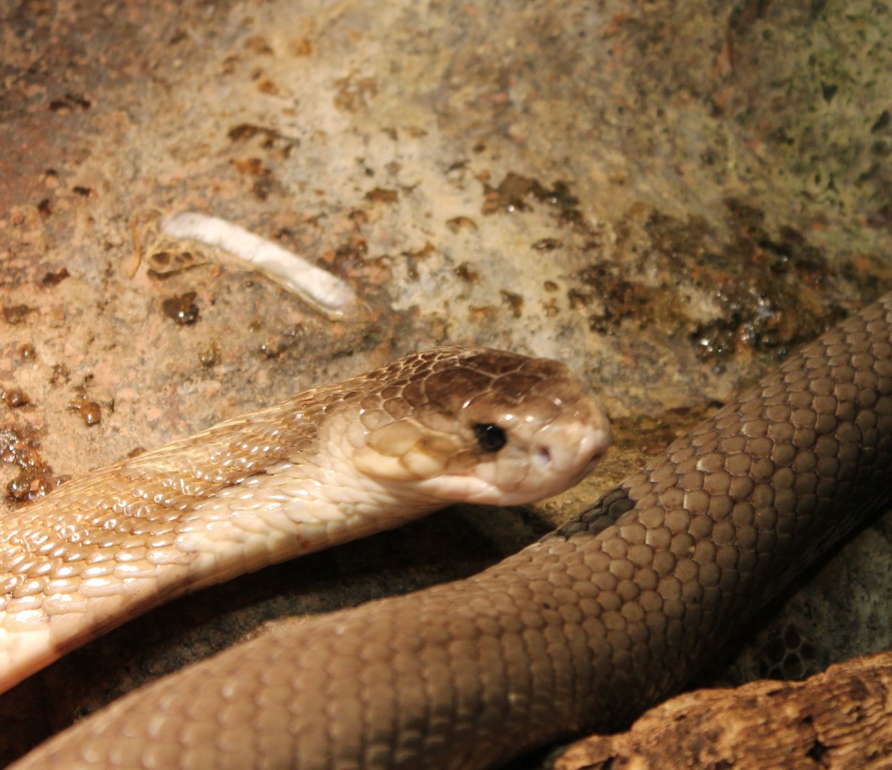 Monocled cobra - Naja kahouthia