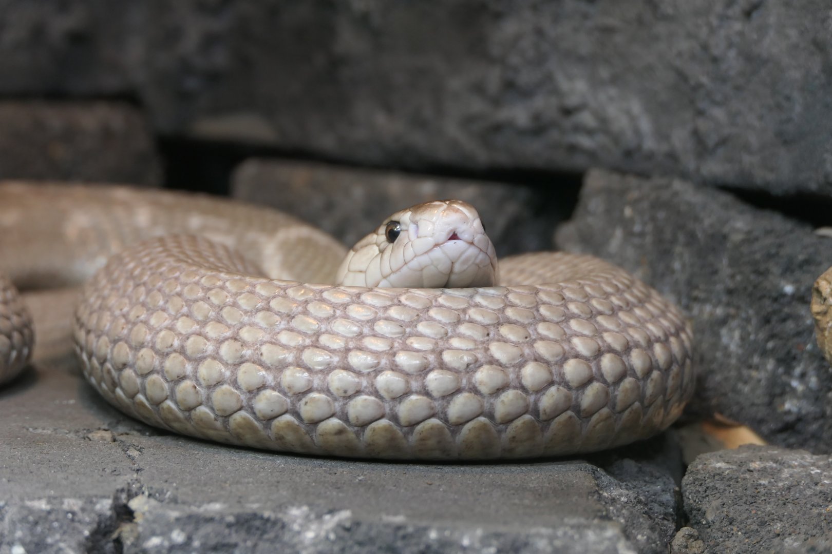 Monocled Cobra (Naja kaothia)