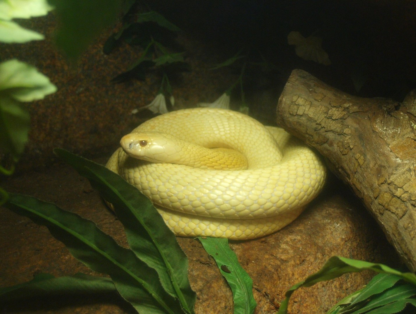 Monocled cobra (Naja kaouthia), 2017-02-06