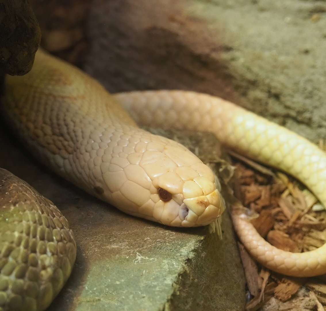 Monocled cobra (Naja kaouthia), 2022-09-04