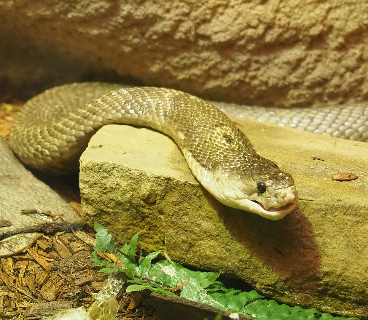 Monocled cobra (Naja kaouthia), 2022-09-04