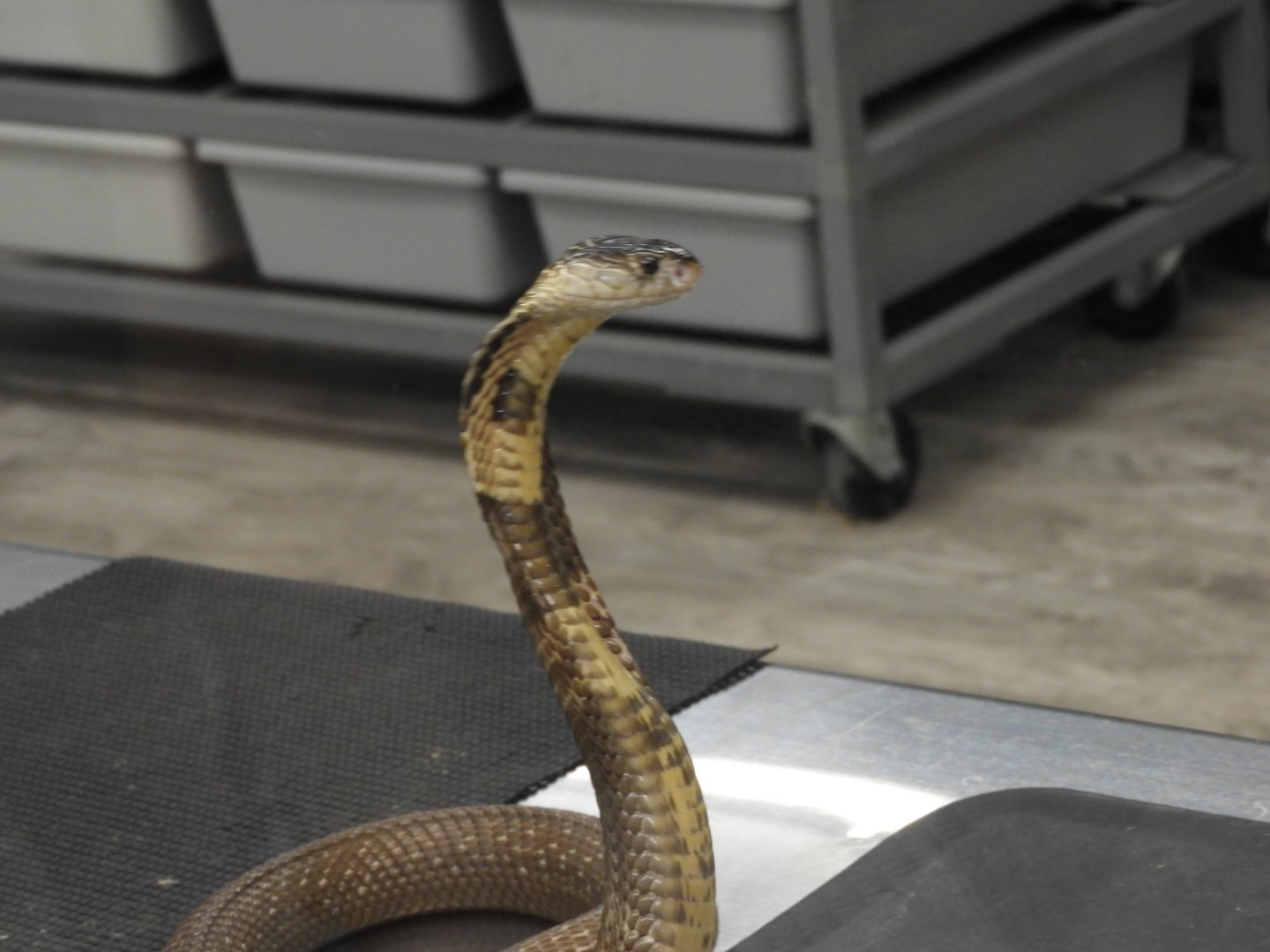 Monocled Cobra (Naja kaouthia) with hood extended