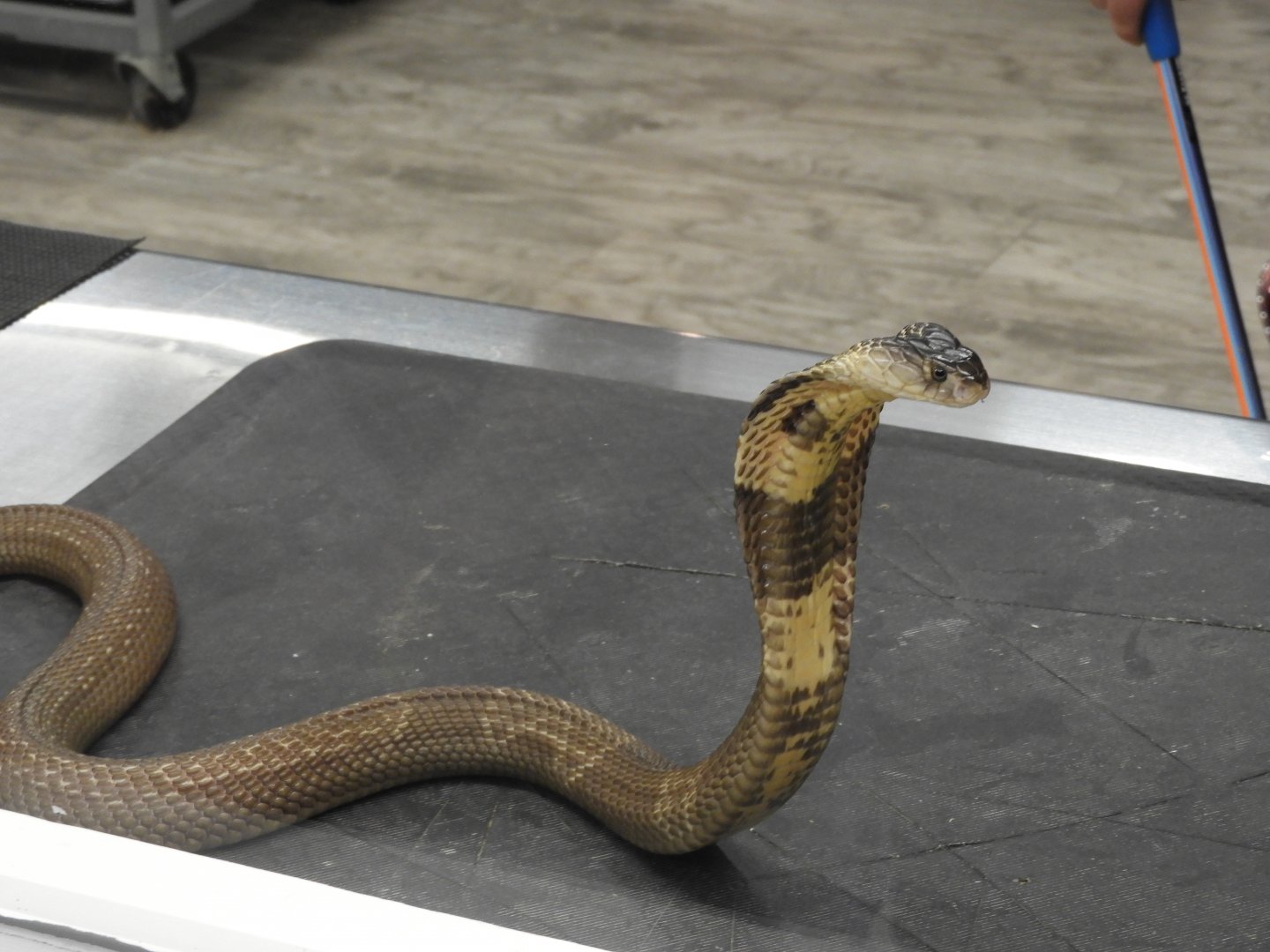 Monocled Cobra (Naja kaouthia) with hood extended