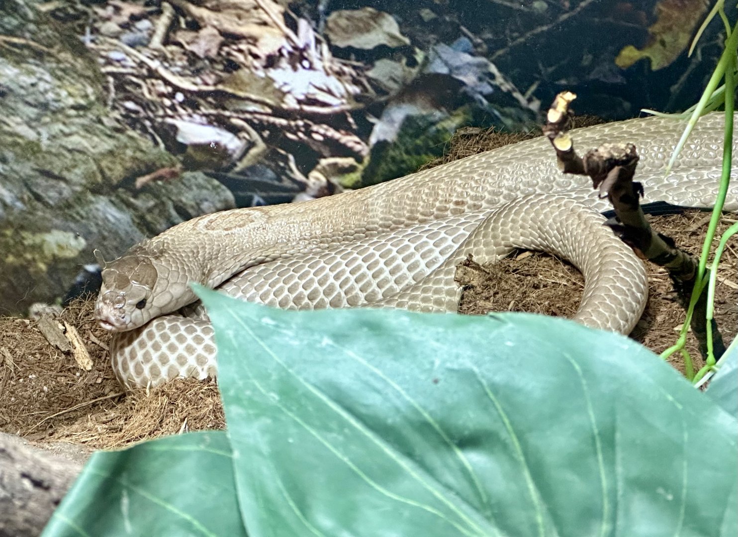 Monocled cobra (Naja kaouthia)