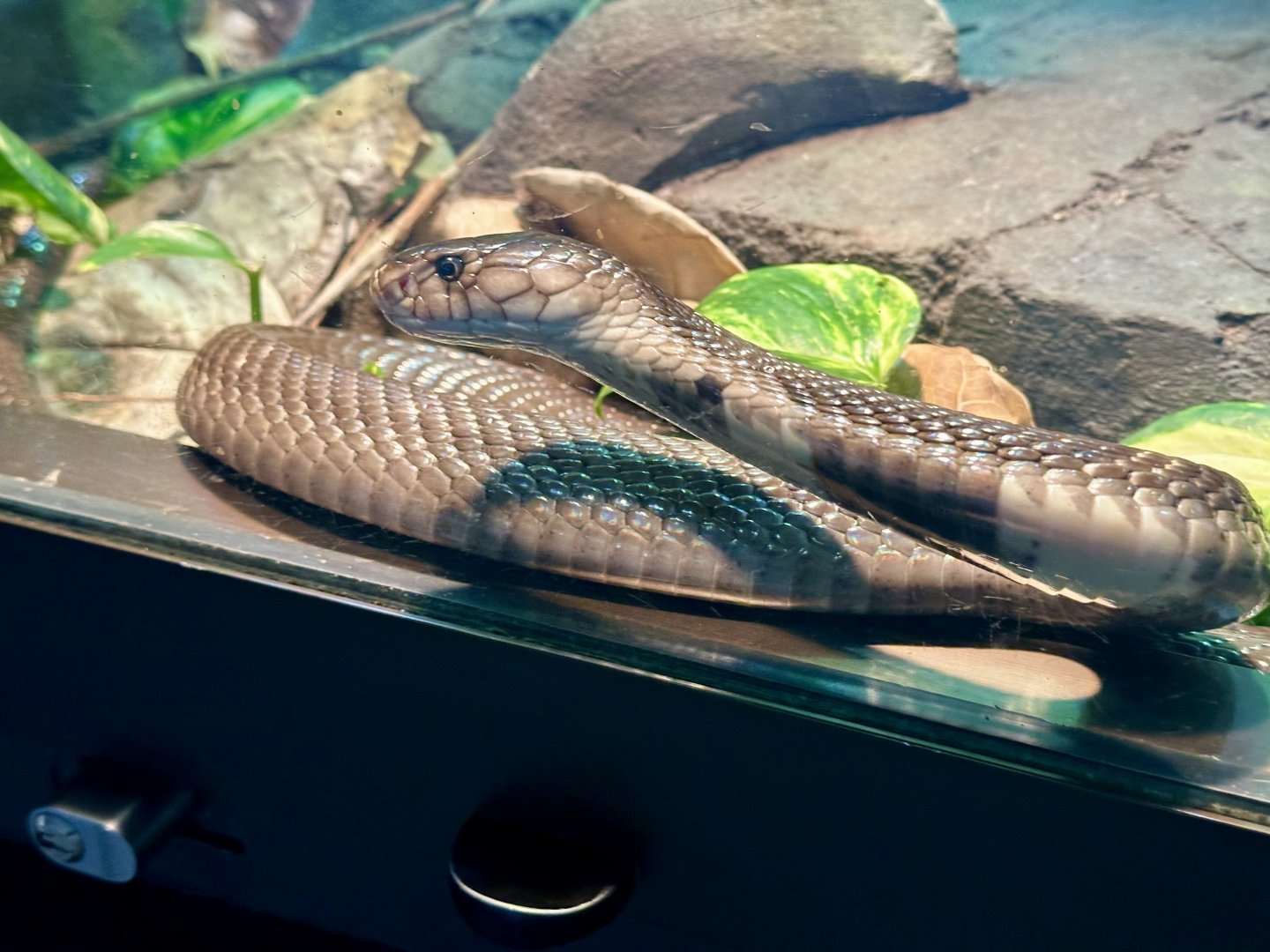Monocled cobra (Naja kaouthia)