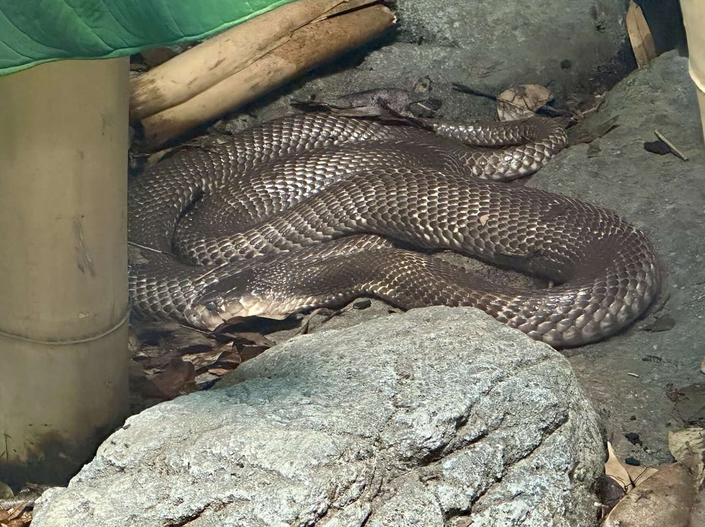 Monocled cobra (Naja kaouthia)