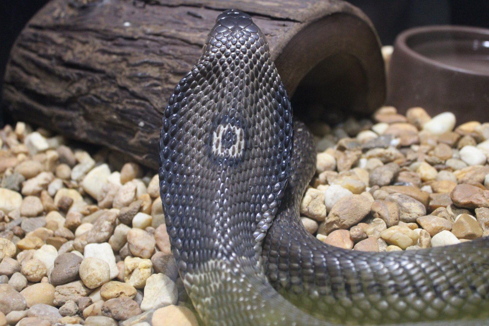 Monocled Cobra (Naja kaouthia)