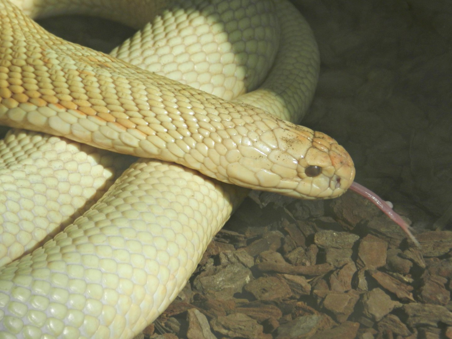 Monocled cobra - Parque Zoológico Huachipa