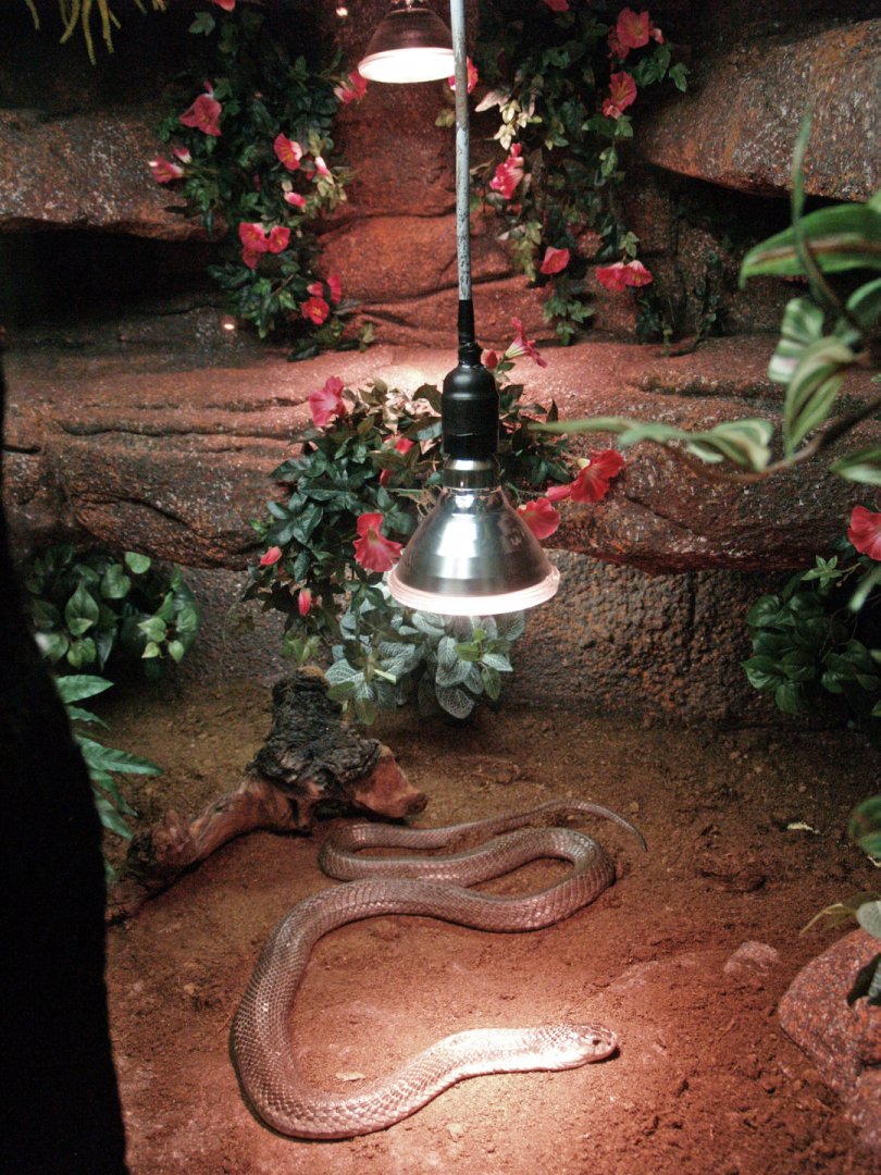 Monocled cobra terrarium, 2009-04-14