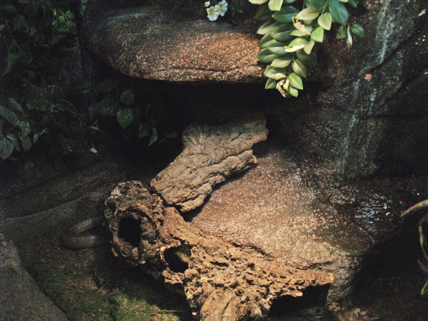 Monocled cobra terrarium, 2009-04-14