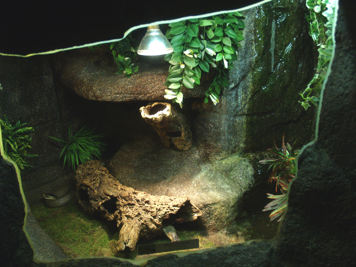 Monocled cobra terrarium, 2014-02-16