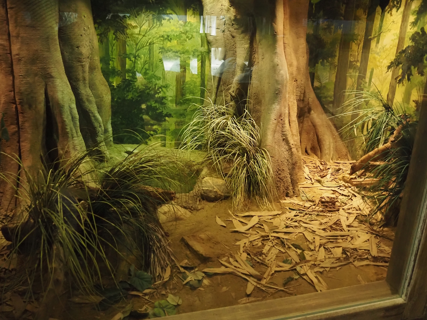 Monocled cobra terrarium, 2024-06-30