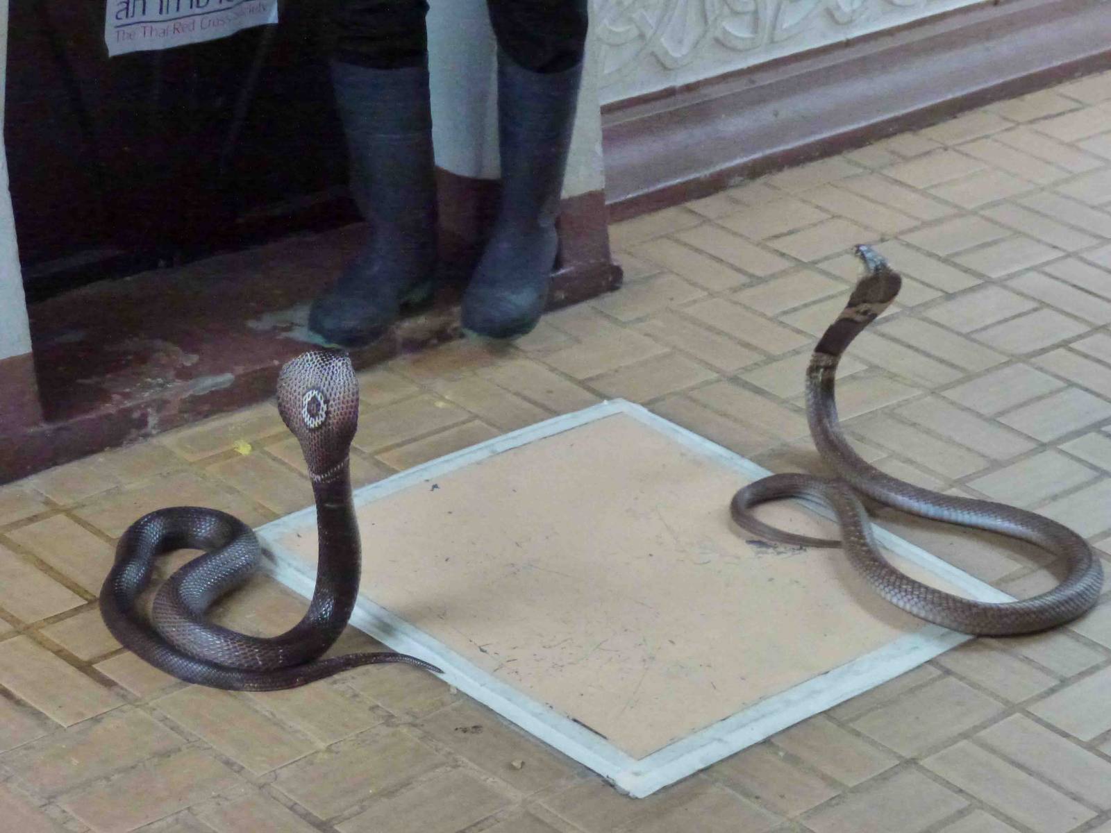 Monocled cobras, June 2013.