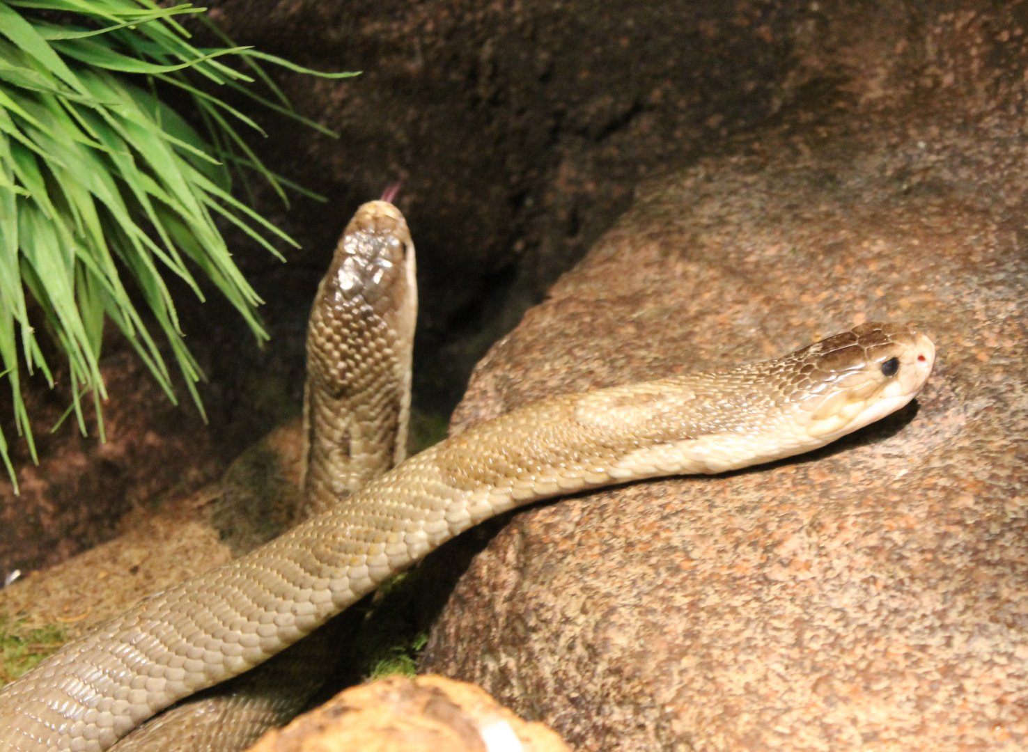 Monocled cobras - Naja kahouthia