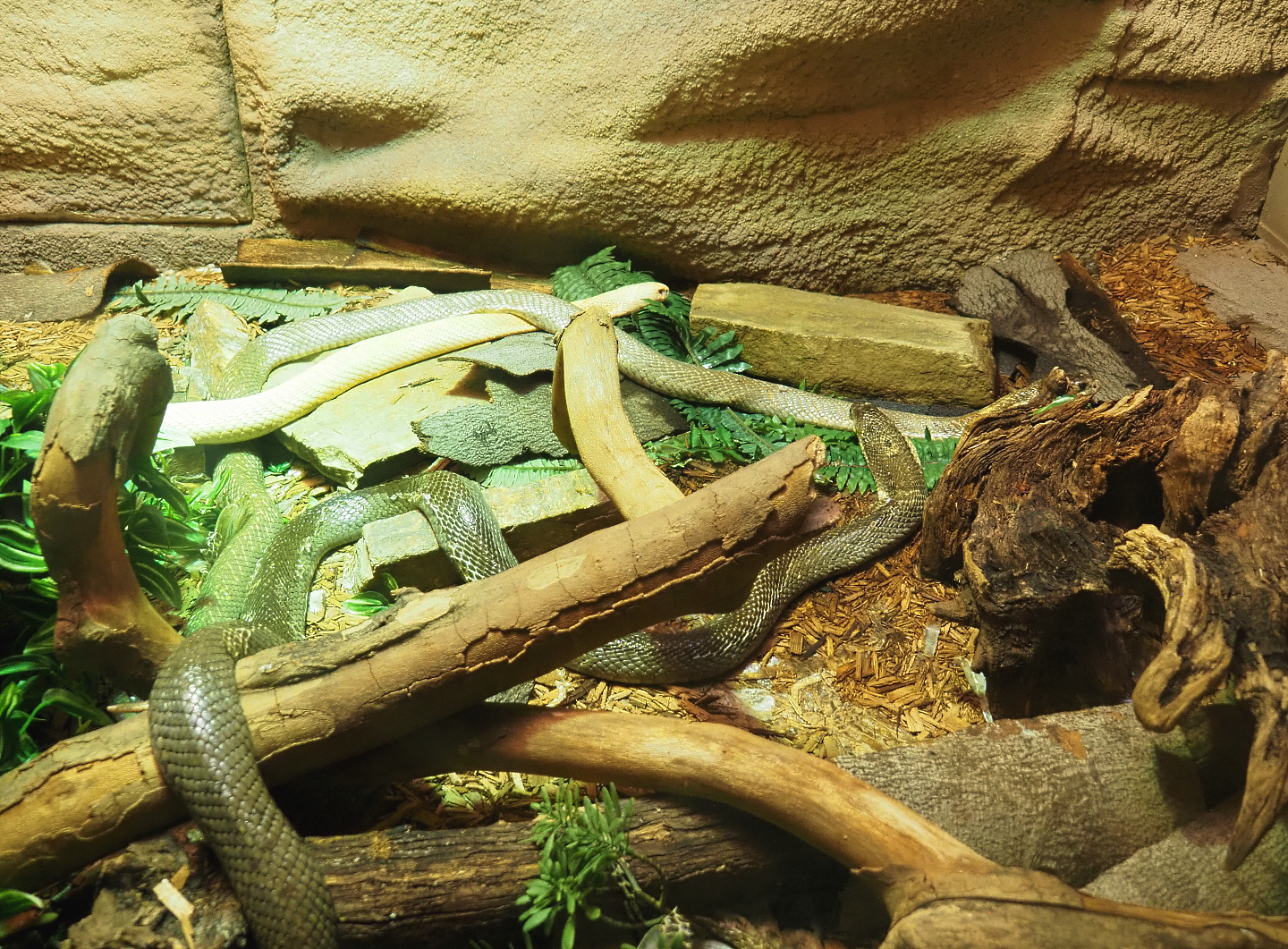 Monocled cobras (Naja kaouthia), 2022-05-26