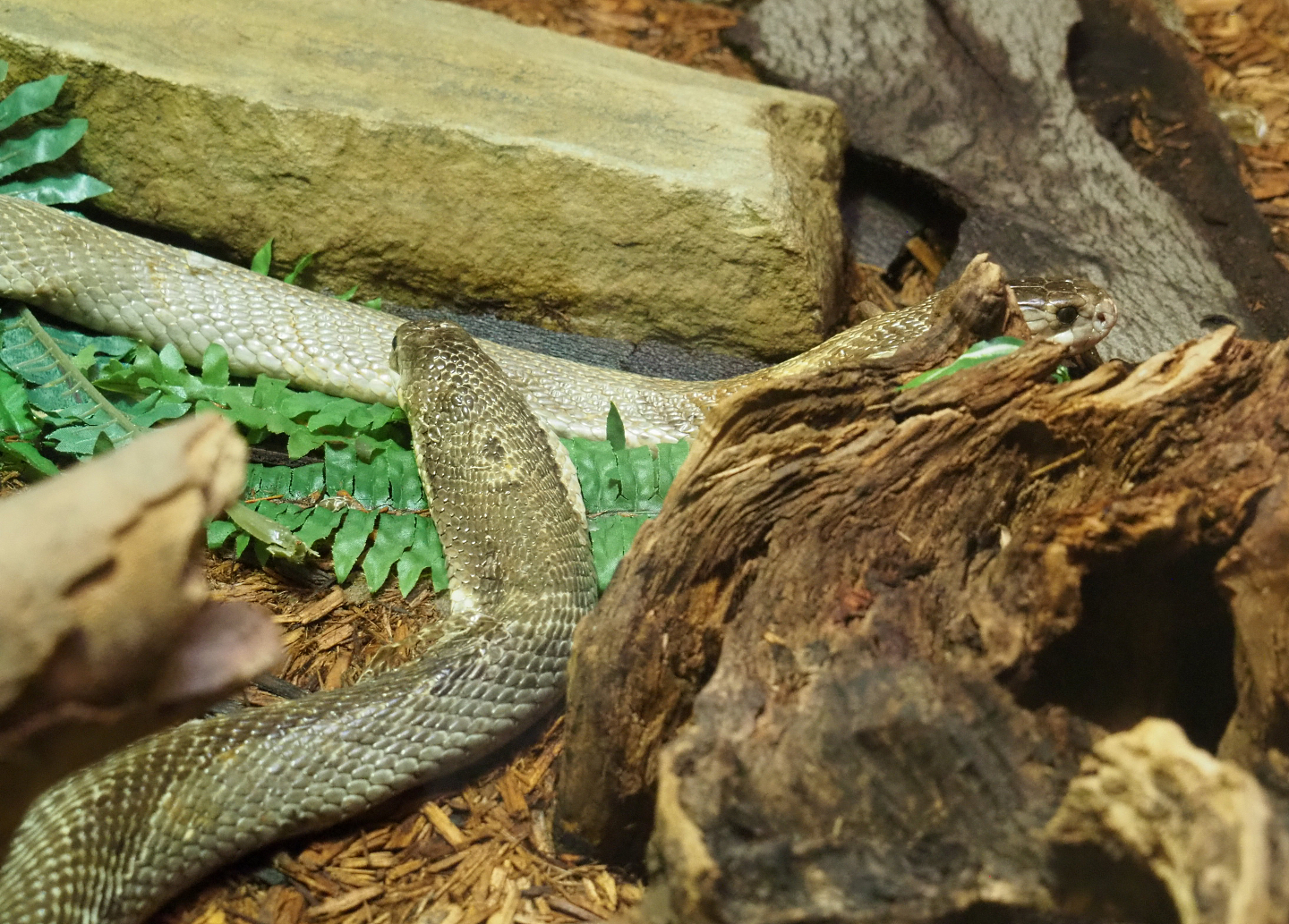 Monocled cobras (Naja kaouthia), 2022-05-26