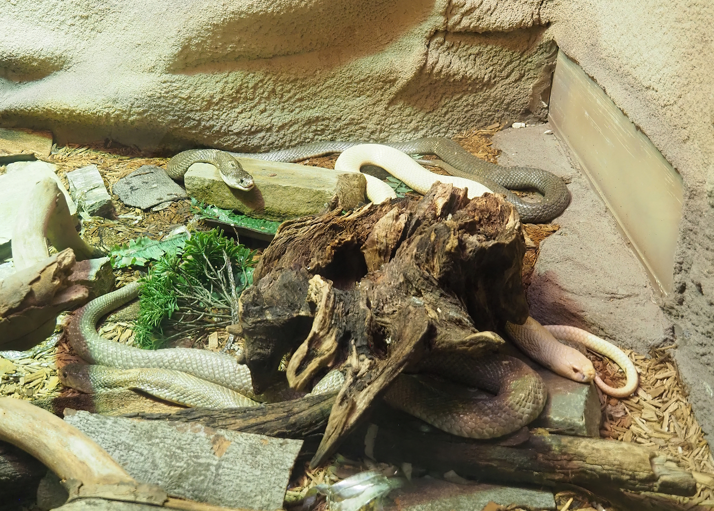 Monocled cobras (Naja kaouthia), 2022-09-04