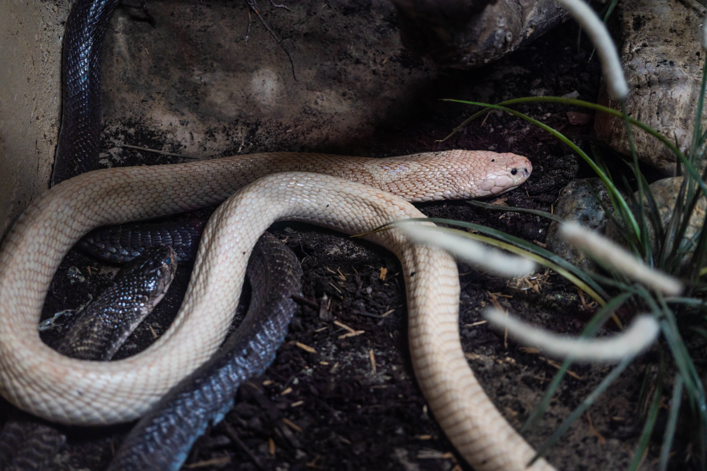 Monocled Cobras (one normal and one white variant)