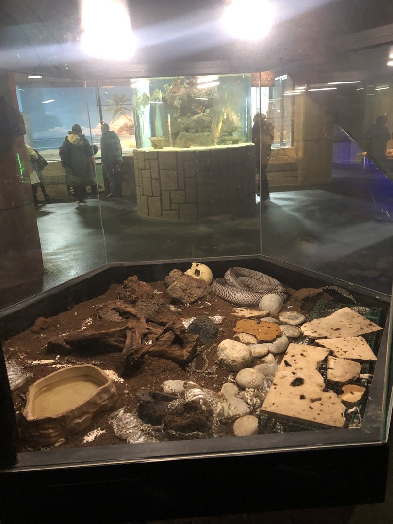 Monocoled Cobra Enclosure at Aqua Vega