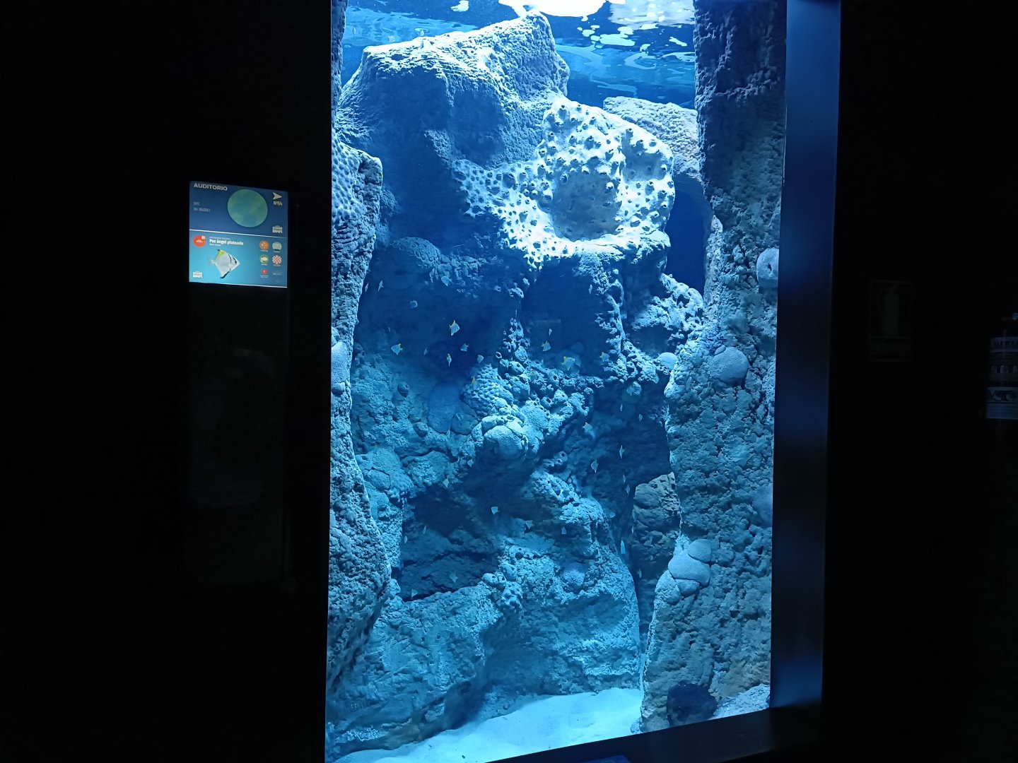 Monodactylus argenteus exhibit - Bioparc Acuario de Gijón