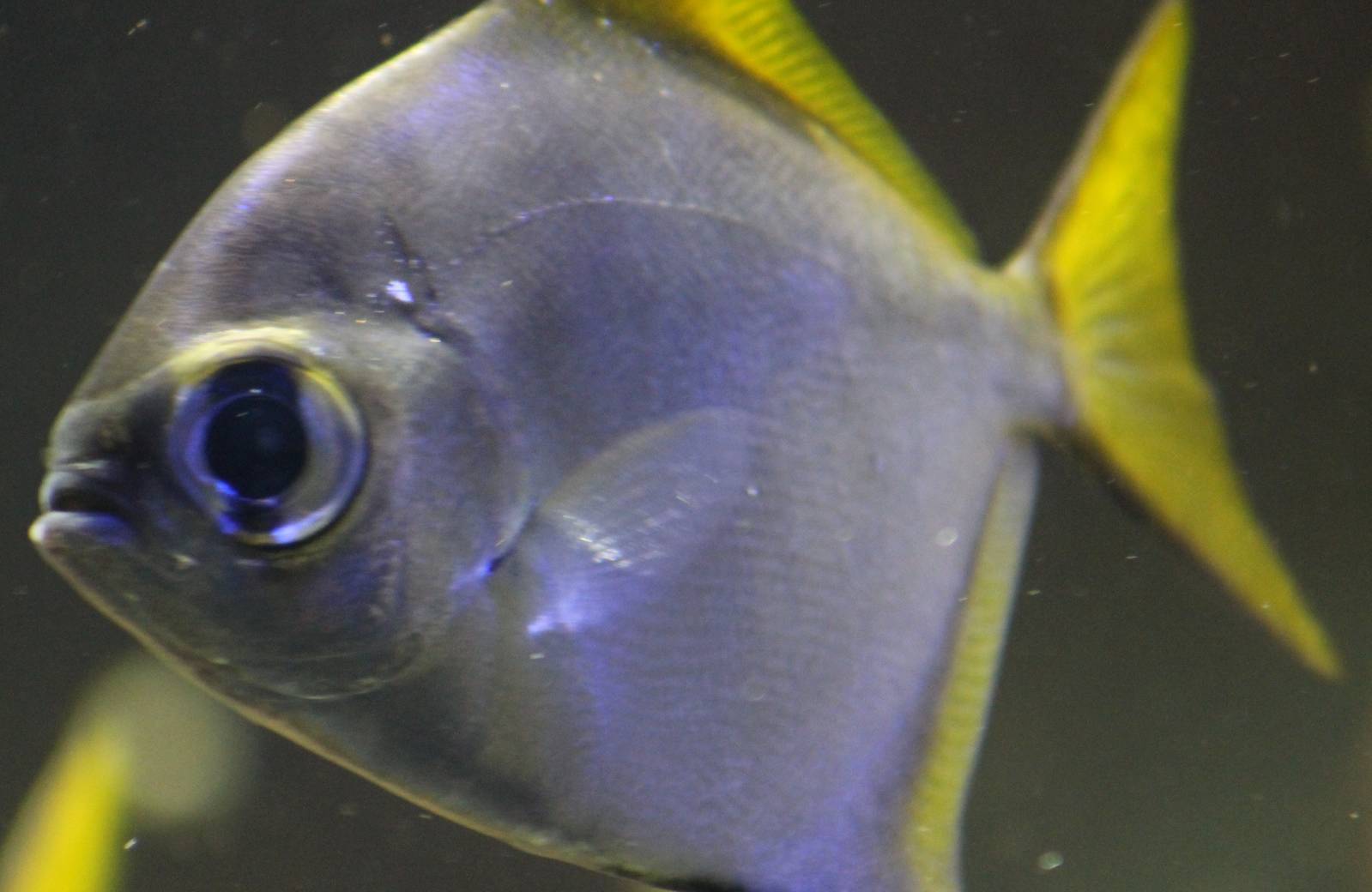 Monodactylus argenteus