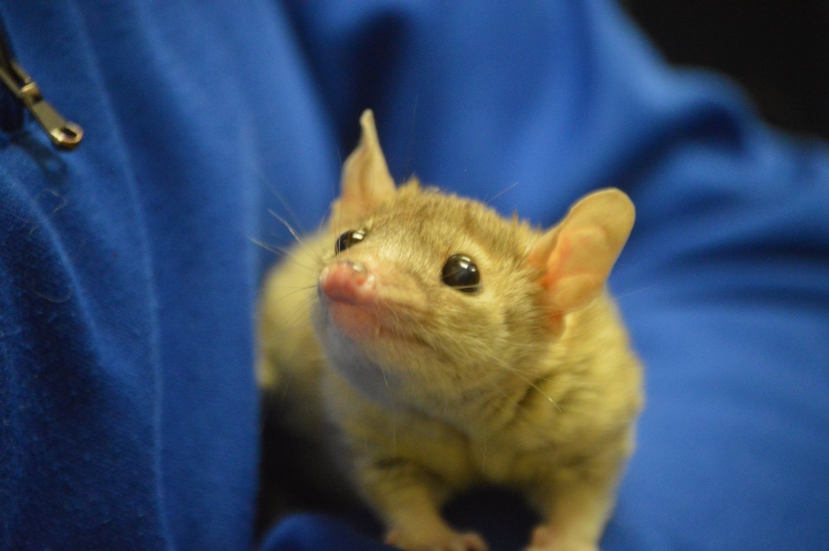 Monodelphis domestica