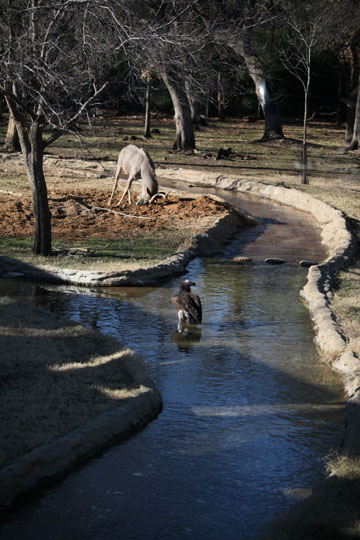 monorail animals doing tricks