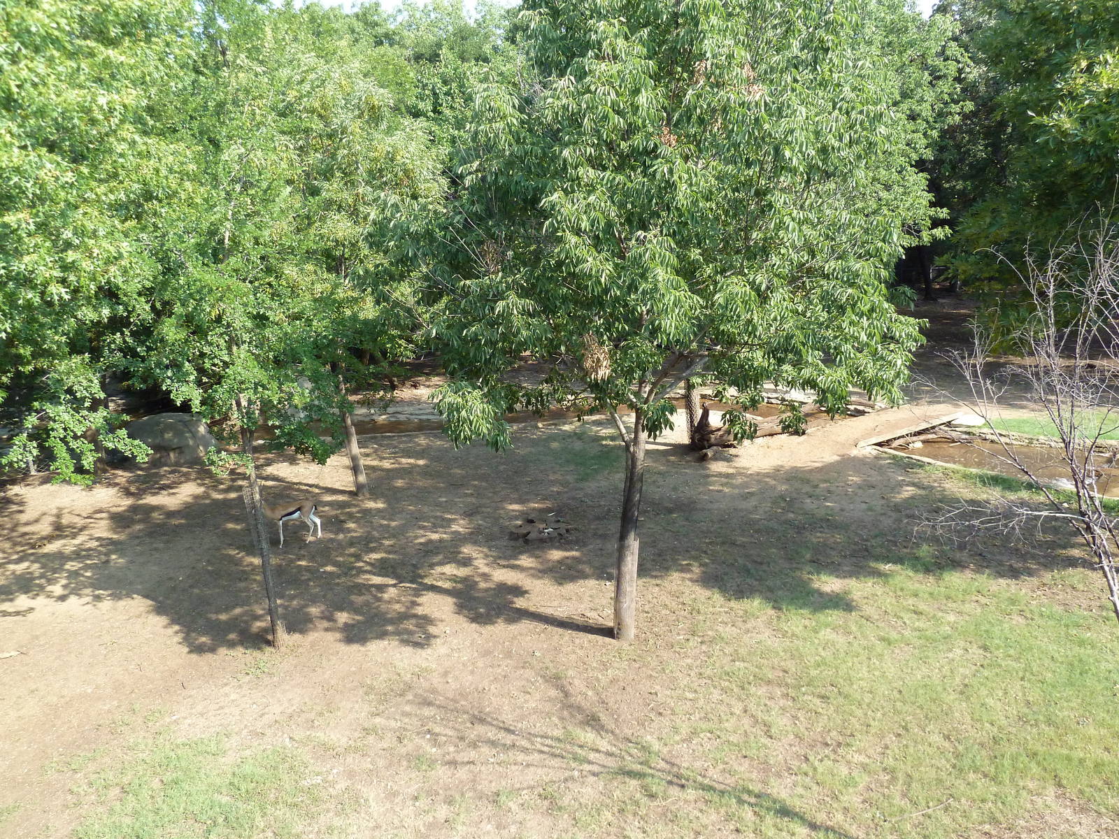 Monorail - Bush Habitat (Mixed-Species Exhibit)