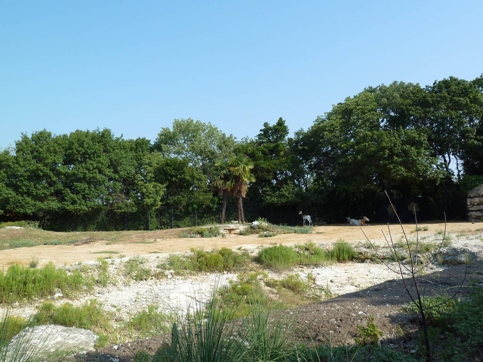 Monorail - Desert Habitat (Mixed-Species Exhibit)