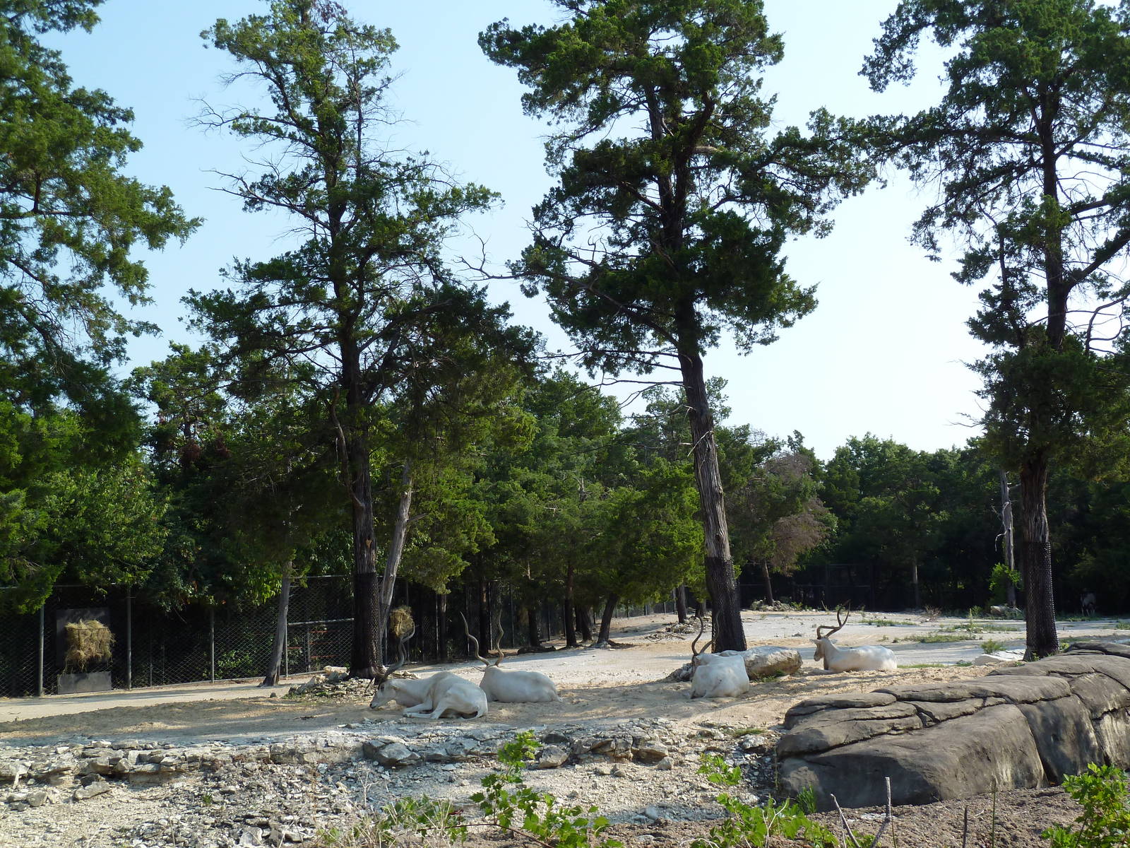 Monorail - Desert Habitat (Mixed-Species Exhibit)