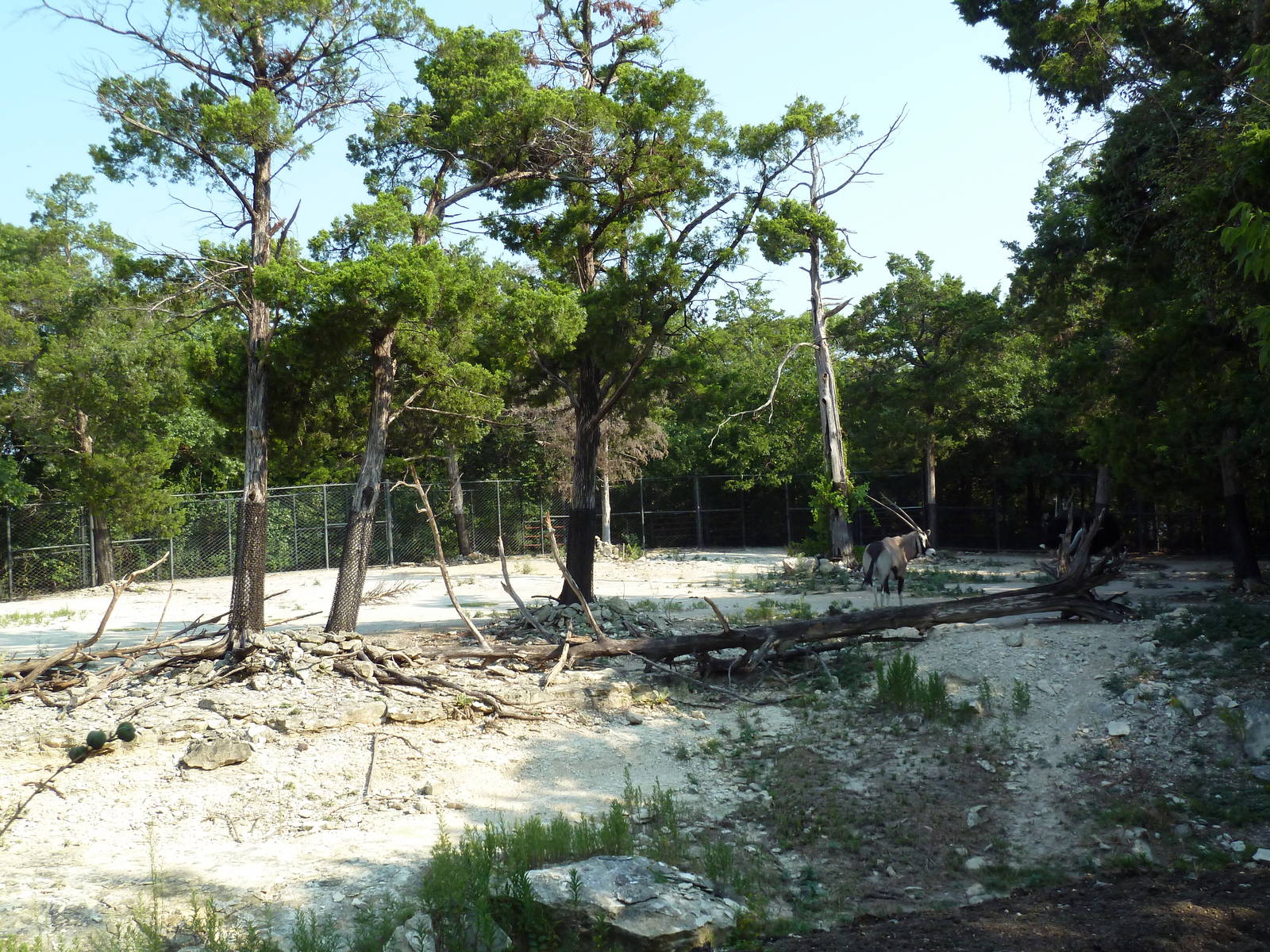 Monorail - Desert Habitat (Mixed-Species Exhibit)