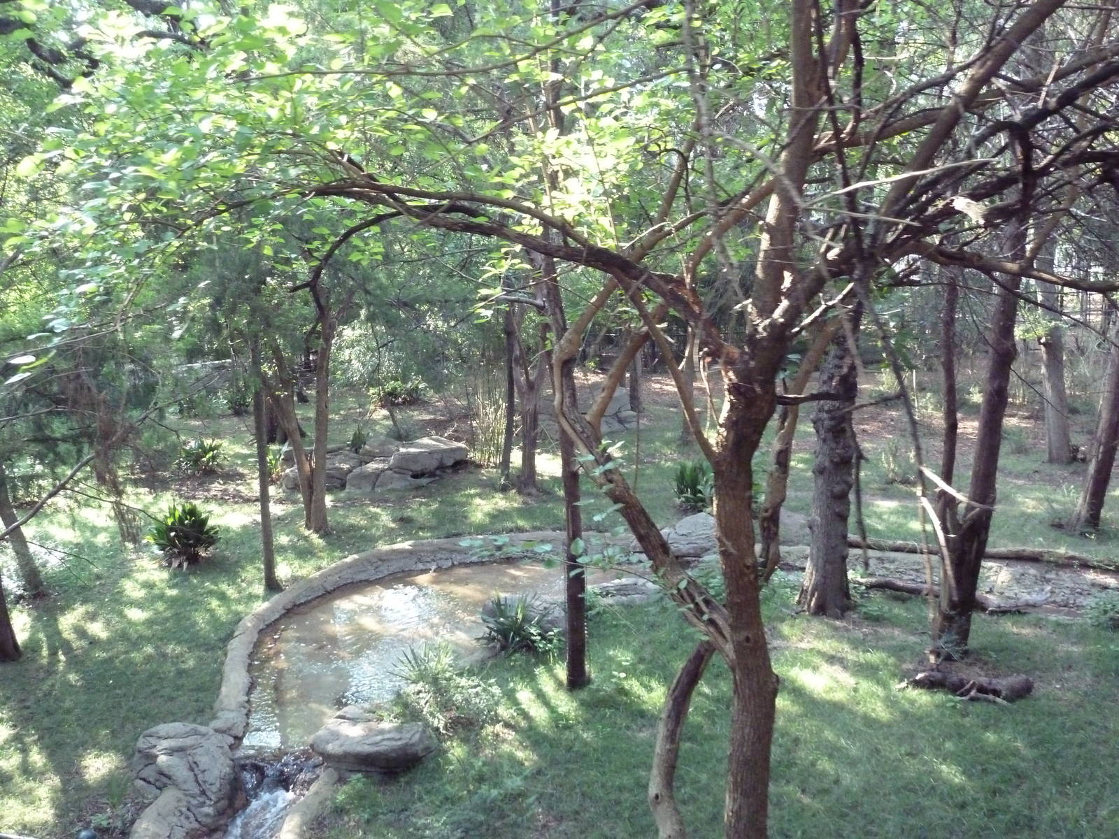 Monorail - Forest Habitat (Okapi)