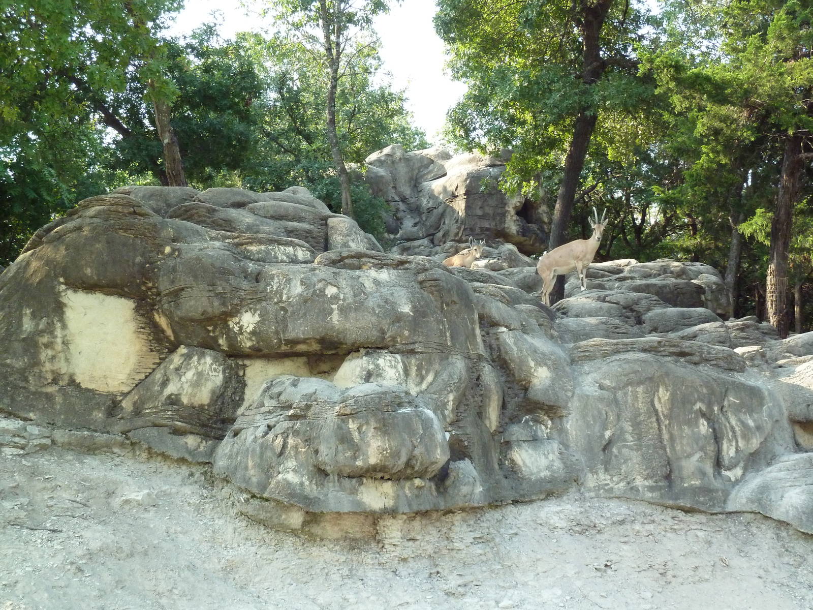 Monorail - Mountain Habitat (Nubian Ibex)