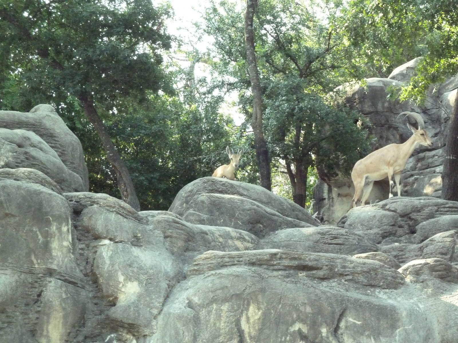 Monorail - Mountain Habitat (Nubian Ibex)