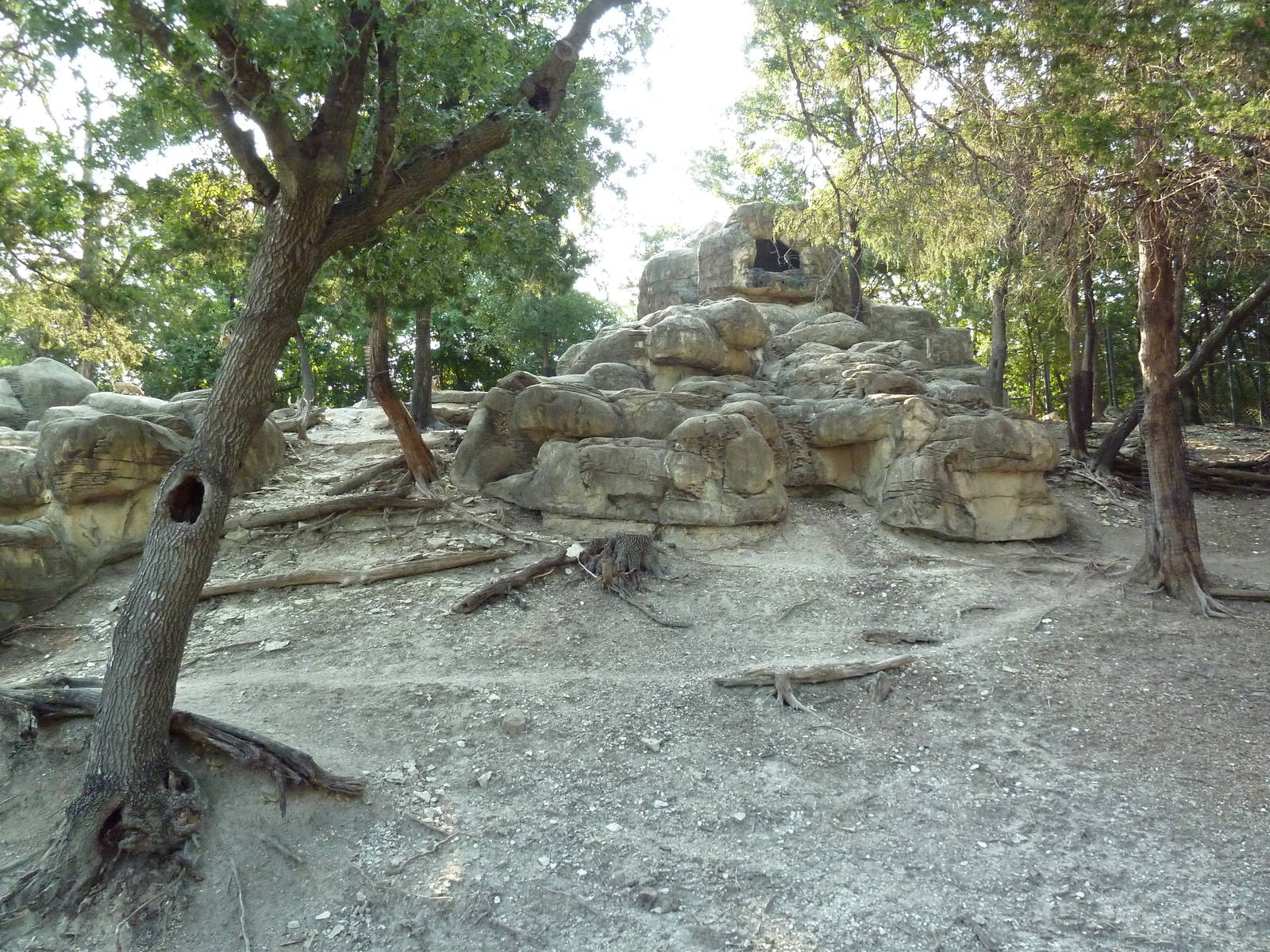 Monorail - Mountain Habitat (Nubian Ibex)