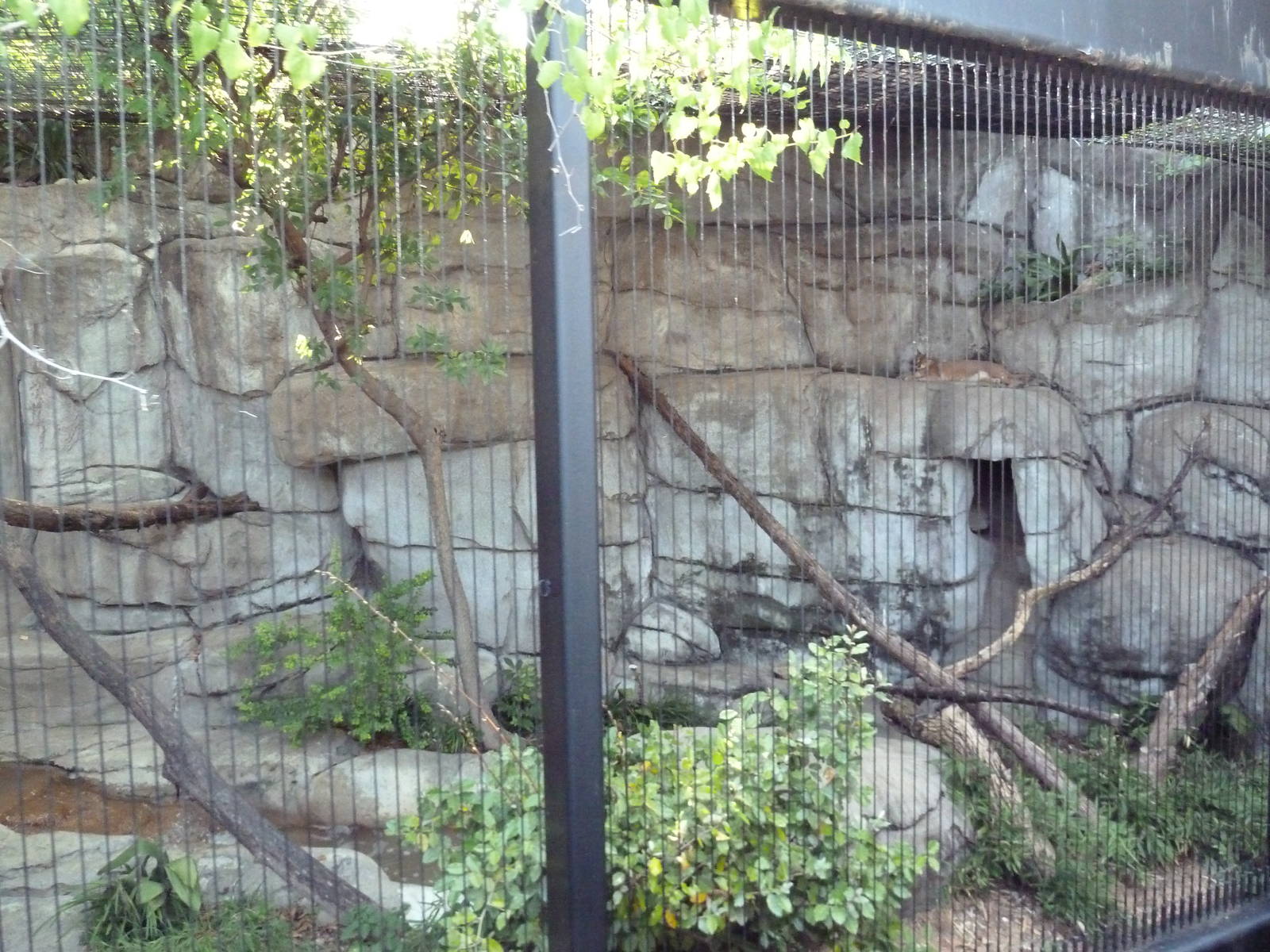 Monorail - Predator/Prey Habitat (Caracal)