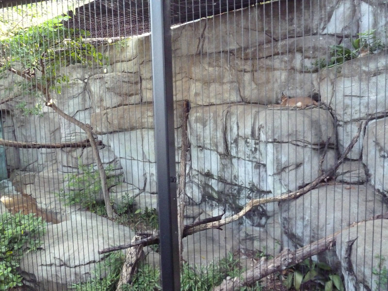 Monorail - Predator/Prey Habitat (Caracal)