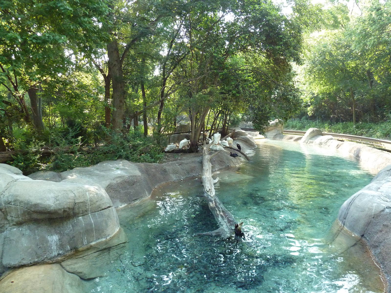 Monorail - River Habitat (Waterfowl)