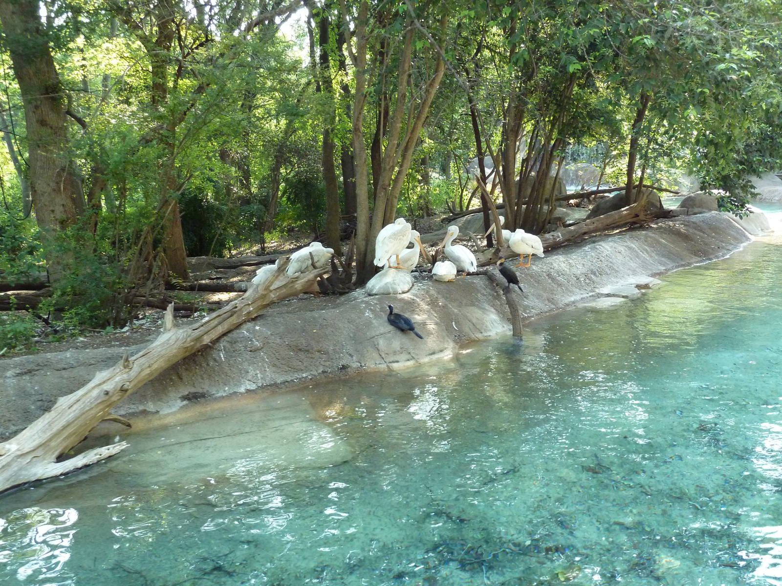 Monorail - River Habitat (Waterfowl)
