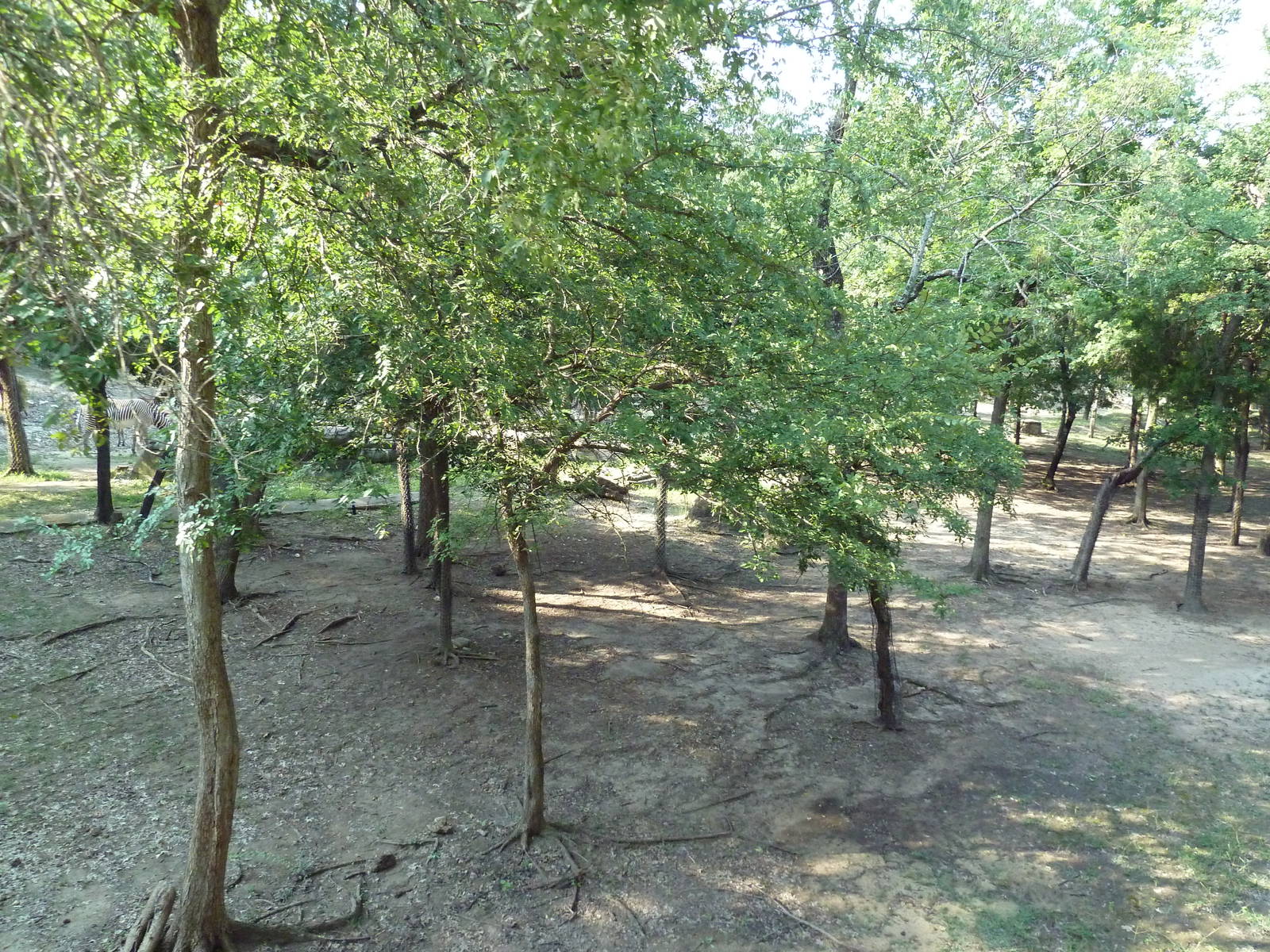 Monorail - Woodland Habitat (Grevy's Zebra)