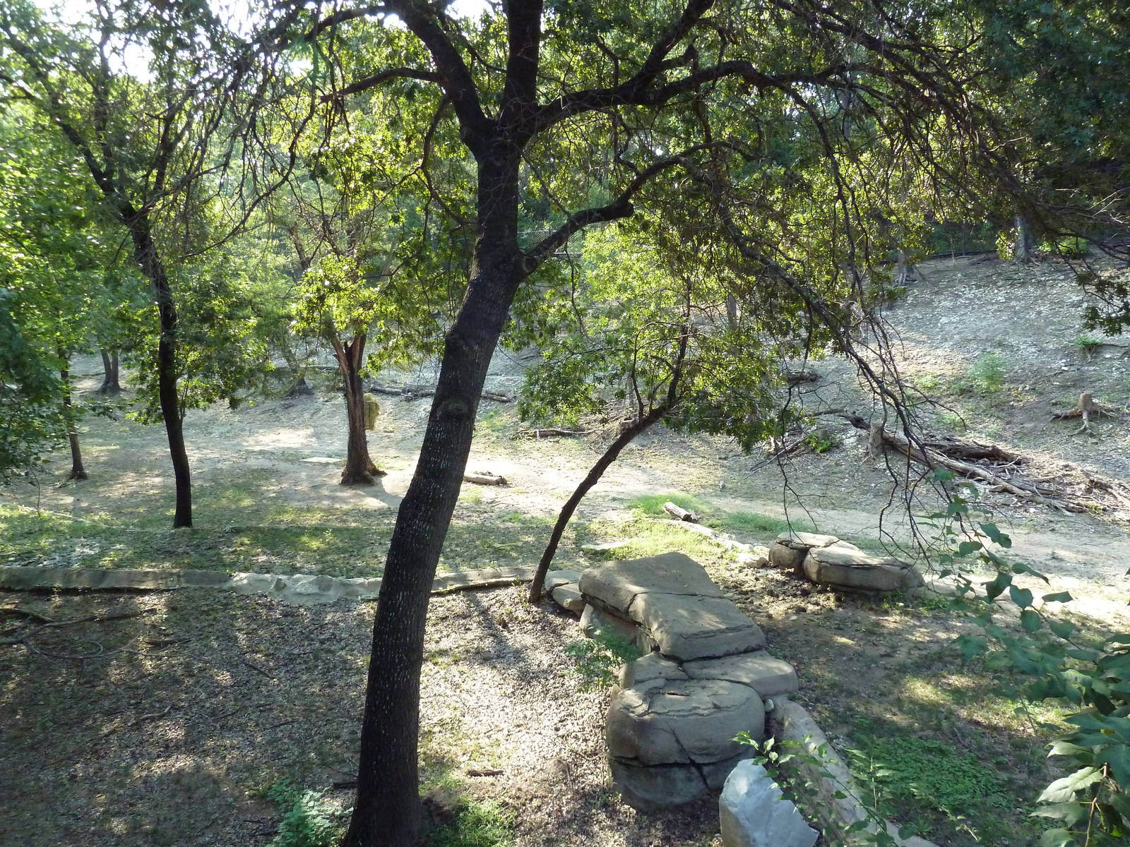 Monorail - Woodland Habitat (Grevy's Zebra)