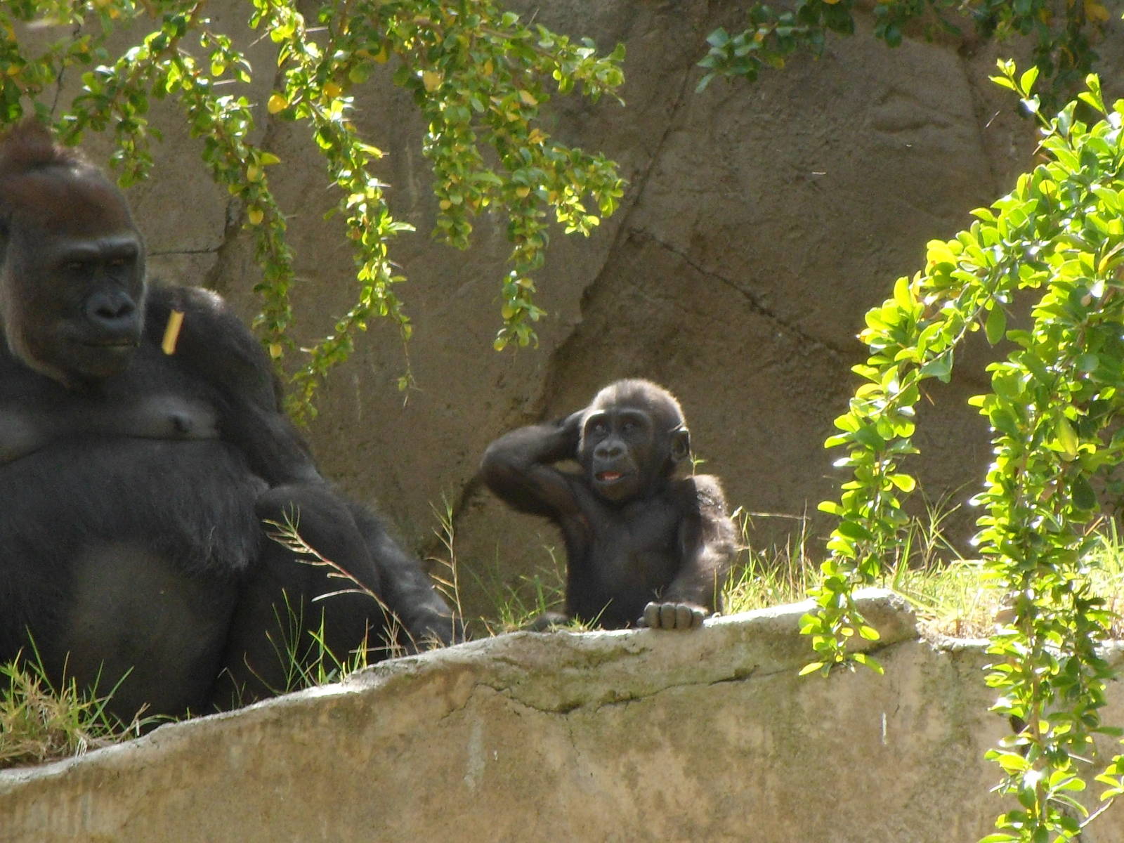 Monroe the Baby Gorilla