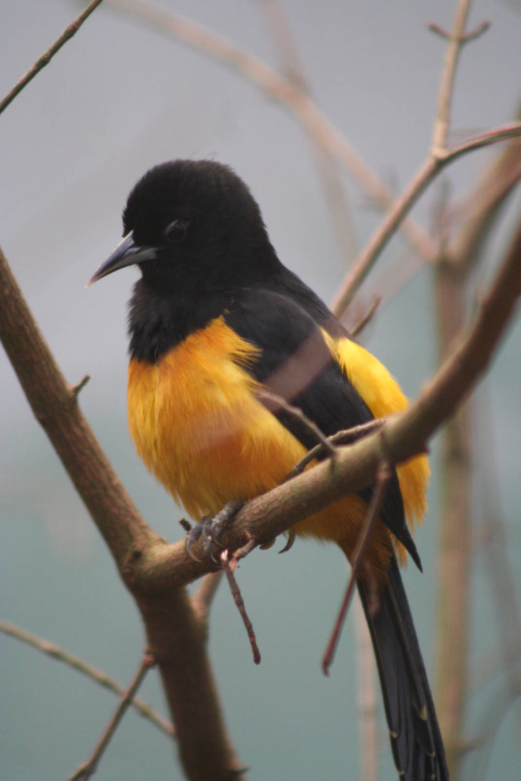 Monserrat Oriole @ Chester; 02.04.2015