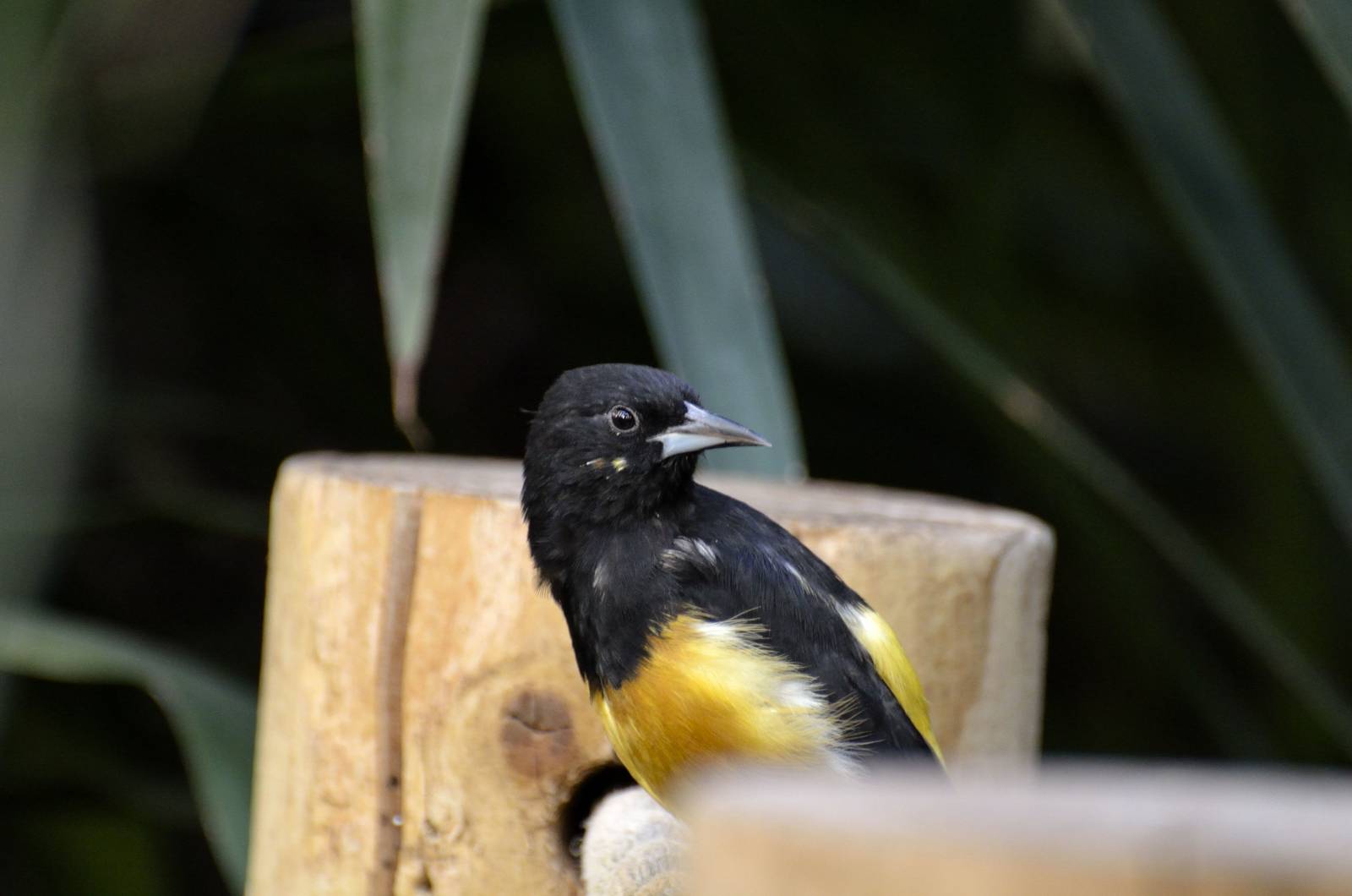 Monserrat Oriole in Brilliant Birds
